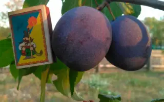 President / Президент