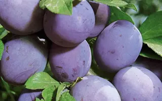 Topend Plus / Топенд Плюс