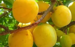 Янтарна мліївська