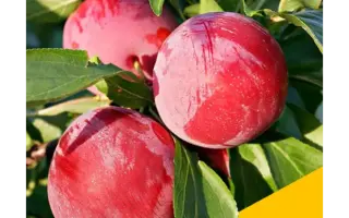 Ренклод Альтана