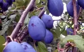 Валор