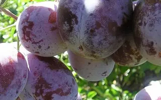 Ренклод Карбышева / Ренклод Карбишева