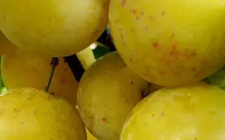 Ренклод ранний / Ренклод ранній