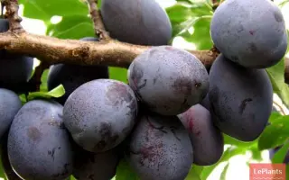 Венгерка ажанская / Угорка ажанська