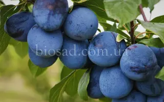 Венгерка Альбаха / Угорка Альбаха