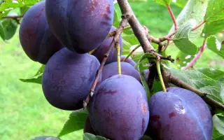 Венгерка донецкая / Угорка донецька