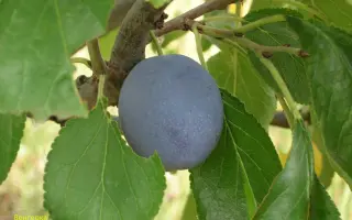 Венгерка донецкая ранняя / Угорка донецька рання