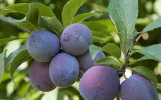 Угорка італійська