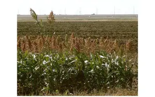 Веничное 623 / Віничне 623