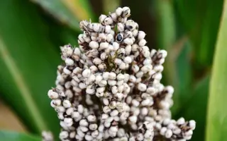 ALBANUS / АЛБАНУС