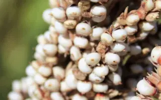 ARABESK / АРАБЕСК