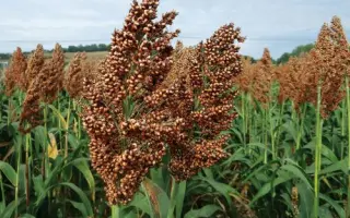 ARALDO / АРЕЛЬДО