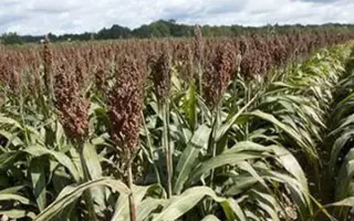 Balto CS / Балто КС