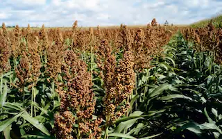 Burggo / Бургго