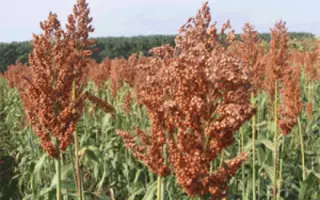 Dominator / Домінатор