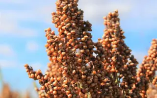 ES MONSOON / ЕС МОНСУН