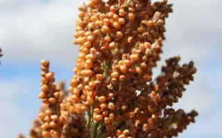 ES FOEHN / ЕС ФОЕН