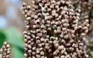 KALATUR / КАЛАТУР