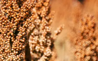 KALAHARI / КАЛАХАРІ