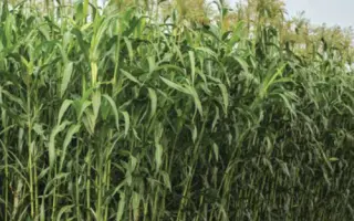 KWS FENIXUS / КВС ФЕНІКСУС