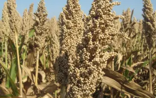 Liberty / Ліберті