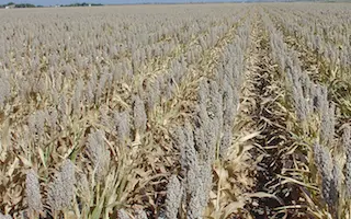 Milo W / Майло В