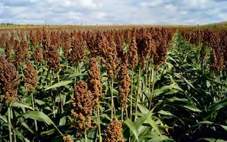 Oggana / Оггана