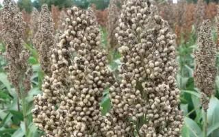 RGT ICEBERGG / РЖТ АЙСБЕРГГ