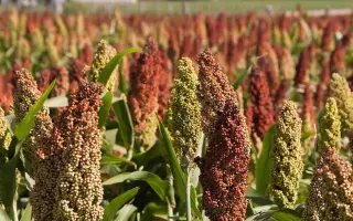 RGT FIGGARO / РЖТ ФІГГАРО