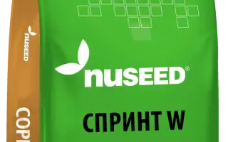 Sprint II / Спринт 2