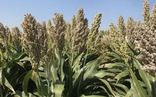 Sprint W 341/22 / Спринт W 341/22