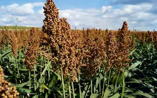 Targga / Таргга