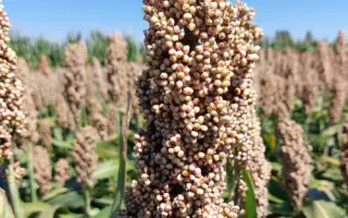 TIGRUS / ТИГРУС