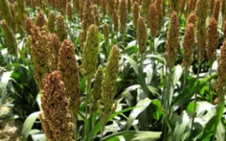 Sugargraze / Шугаргрейз