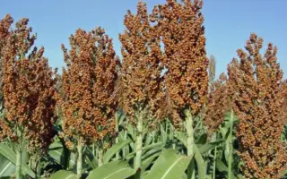 Armida / Арміда