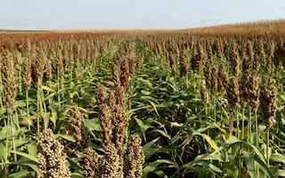 Brigga / Брігга