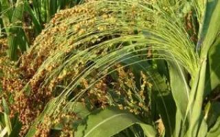 Дніпрельстан