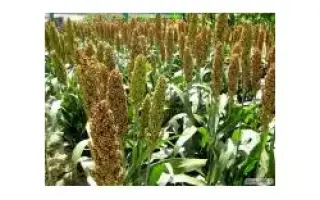 Одесский 205 / Одеський 205