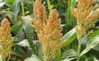 Степной 5 / Степовий 5