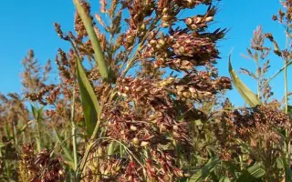 Голубівська 25