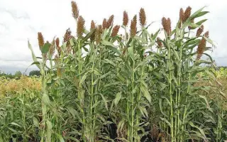 Ковалівська