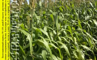 Мироновская 36 / Миронівська 36