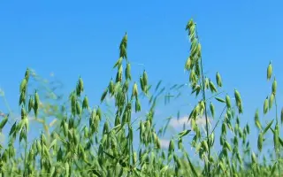 Скарб Степу