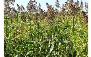 Мироновская 10 / Миронівська 10