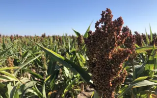 Ботанічний