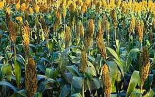 Silo 700D / Сило 700Д