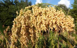 Одесское раннее / Одеське раннє