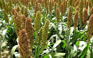 Одесский 220 / Одеський 220