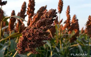 Юбилейный / Ювілейне