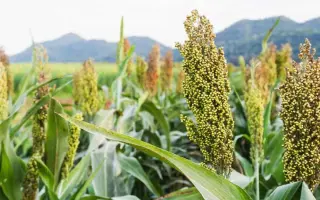 Новоолексіївський